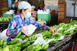 Baisse légère des exportations de fruits et légumes en sept mois