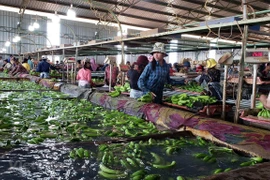 Une entreprise vietnamienne garantit l'emploi aux travailleurs cambodgiens 