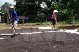 Dong Nai : les exportations du poivre maintiennent une bonne croissance