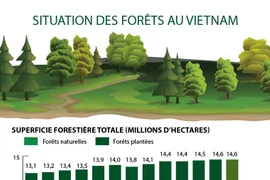 Situation des forêts au Vietnam