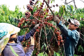 Les exportations nationales de café rapportent 771 millions de dollars au premier trimestre