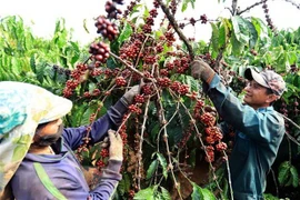 Les exportations nationales de café rapportent 771 millions de dollars au premier trimestre