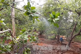 Un groupe néerlandais veut investir à la culture d’anacardiers propres à Binh Phuoc