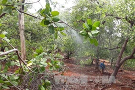 Un groupe néerlandais veut investir à la culture d’anacardiers propres à Binh Phuoc