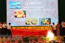 La mangue de Son La est exportée vers des marchés exigeants 