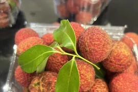 Le litchi vietnamien sans pépins est désormais disponible sur le marché britannique 