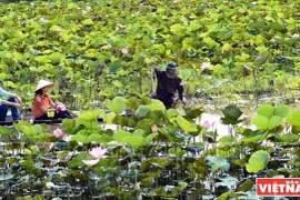 Dong Thap développe l'agrotourisme