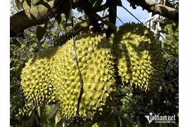 Le durian promet de rapporter des milliards de dollars