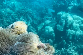 Suspension de la plongée sous-marine pour protéger les récifs coralliens de la baie de Nha Trang