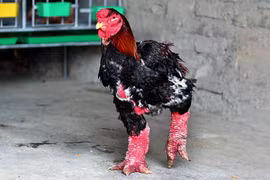 Vietnam: Les "poulets dragons" attirent l’attention des médias occidentaux