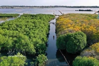 La forêt de mangroves de Ru Cha. Photo: VNA