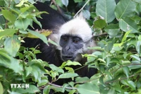 Le langur de Cat Ba est un primate extrêmement rare, endémique des forêts tropicales humides de l’île de Cat Ba. Photo: VNA