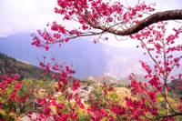 Voyager printanier : des destinations incontournables du début d’année 