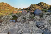 Dans l'enceinte du restaurant Suoi Hen Vuon Dao, la floraison immaculée des fleurs de bauhinie offre un cadre romantique et poétique. Photo : Quang Quyet – VNA.