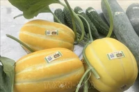 Des melons sont étiquetés avec des étiquettes de traçabilité des produits au magasin de produits agricoles Song Van, à Ninh Binh, dans la province du même nom. Photo : Thuy Dung/VNA