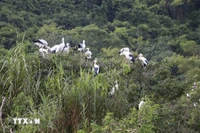 Jardin aux oiseaux de Thung Nham, à Ninh Binh. Photo: VNA
