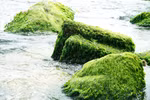 Sous l'effet des vagues, les rochers semblent se déplacer naturellement, formant des figures fascinantes. Photo : VNA