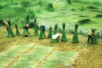 Champ de carex dans les terres alluviales côtières de la région de Kim Son. Photo : baoninhbinh.org.vn
