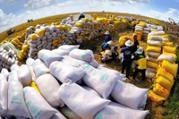 Récolte du riz. À l’heure actuelle, le Vietnam assure non seulement la consommation nationale, mais exporte également des dizaines de millions de tonnes de produits alimentaires. Photo: VNA