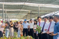 Visiteurs au village horticole de Tich Giang, le 18 octobre. Photo : VNA