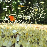 Le parc national de Cuc Phuong à Ninh Binh couvre une superficie de 25.000 hectares, avec une flore et une faune riches et diversifiées typiques des forêts tropicales humides. Photo : VNA
