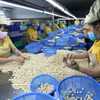 Transformation des noix de cajou destinées à l’exportation. Photo: VNA