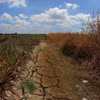 De nombreux canaux d'irrigation à Can Tho sont à sec sous l'effet des fortes chaleurs prolongées. Photo: VNA