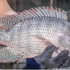 Au premier trimestre 2026, le chiffre d'affaires des exportations vietnamiennes de tilapia s'est élevé à 35 millions de dollars, marquant une augmentation de près de 190 % en glissement annuel. Photo : VASEP