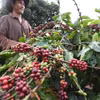 Récolte du café dans les plantations de la Société de café 706 (Vinacafe), dans le district d'Ia Grai, province de Gia Lai. Photo: VNA