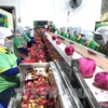 Transformation des produits agricoles destinés à l’exportation. Photo: VNA
