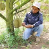 Un technicien de la ferme Sakura utilise des équipements pour tester, analyser et diagnostiquer la "santé" du sol de culture du durian, fournissant des indicateurs précis et recommandant des options de traitement opportunes. Photo: VNA