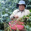 Le café vert figure parmi les principaux produits d’exportation de la province de Lam Dong. Photo d'illustration : VNA