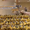Les bananes vietnamiennes sont vendues environ 200 yens le paquet de quatre (environ 34 000 VND) au supermarché Aeon. (Photo : VNA)