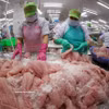 Tri et congélation de filets de pangasius destinés à l'exportation. Photo : VNA