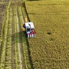 Récolte du riz d'hiver-printemps 2025 dans la province d'An Giang. Photo : VNA