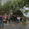Dans l'après-midi du 29 mars 2026, plusieurs localités de la province de Lao Cai ont été frappées par une violente tempête. De nombreux arbres sont tombés et des centaines de maisons ont vu leurs toits arrachés. Photo : VNA