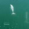 Trois dauphins ont été aperçus nageant dans les eaux de la commune insulaire de Cai Chien. Photo: VNA