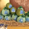 Les pamplemousses répondant aux normes de la province de Dong Thap sont exportés vers le marché australien. Photo : VNA