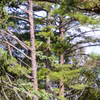 Le parc national de Bach Ma abrite de nombreux pins centenaires. Photo : VNA