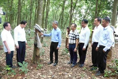 L'ambassadeur Nguyên Minh Vu (troisième à gauche) visite la plantation d'hévéas de la Sarl du développement de caoutchouc Hoang Anh Mang Yang K, filiale du Groupe de l'industrie du caoutchouc du Vietnam, dans la province de Ratanakiri, au Cambodge. Photo : VNA
