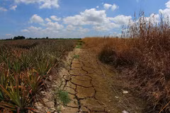 De nombreux canaux d'irrigation à Can Tho sont à sec sous l'effet des fortes chaleurs prolongées. Photo: VNA