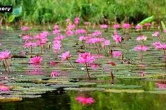 La teinte pourpre de Tam Côc – une fresque envoûtante au cœur de Ninh Binh 