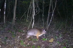 Un chevrotain doré à dos argenté, classé en danger critique, observé pour la première fois à Ea Sô. Photo : CCD