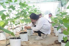 Un système d'irrigation goutte à goutte financé par Israël à l'Université d'agriculture et de foresterie de Thai Nguyen. Photo : VNA