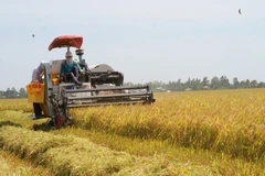 Photo : Vietnamplus