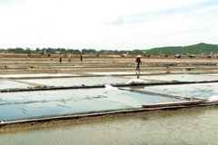 Marais salants de Sa Huynh à Quang Ngai (Centre). Photo : VNA/CVN