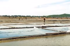 Marais salants de Sa Huynh à Quang Ngai (Centre). Photo : VNA/CVN