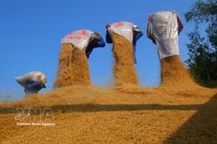 Riz prêt à la vente. Photo : VNA