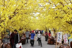 La rue des fleurs d'abricotiers. 