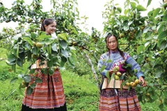 Une plantation de poiriers dans la province montagneuse de Lào Cai (Nord). Photo : VNA/CVN